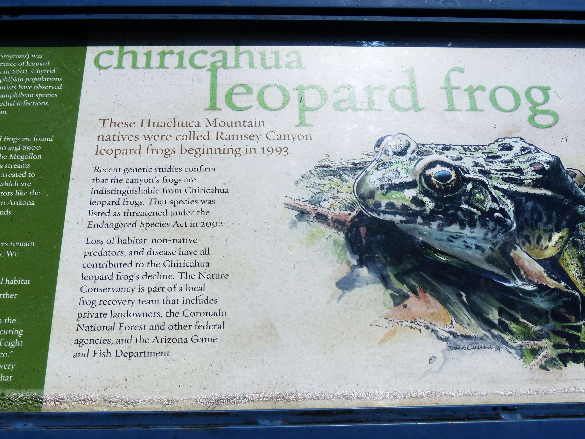 Image of Chiricahua Leopard Frog