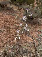 Image de Boechera formosa (Greene) Windham & Al-Shehbaz