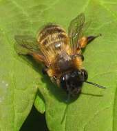 Image of Andrena nigroaenea (Kirby 1802)