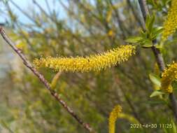 Image of Salix subfragilis Anderss.