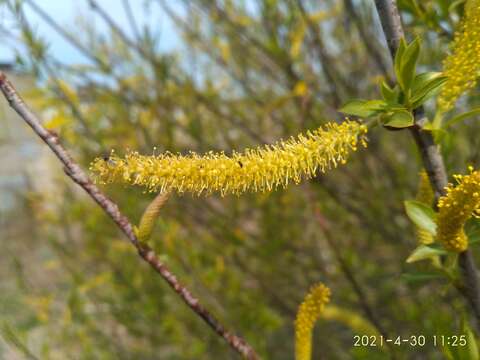 Image of Salix subfragilis Anderss.