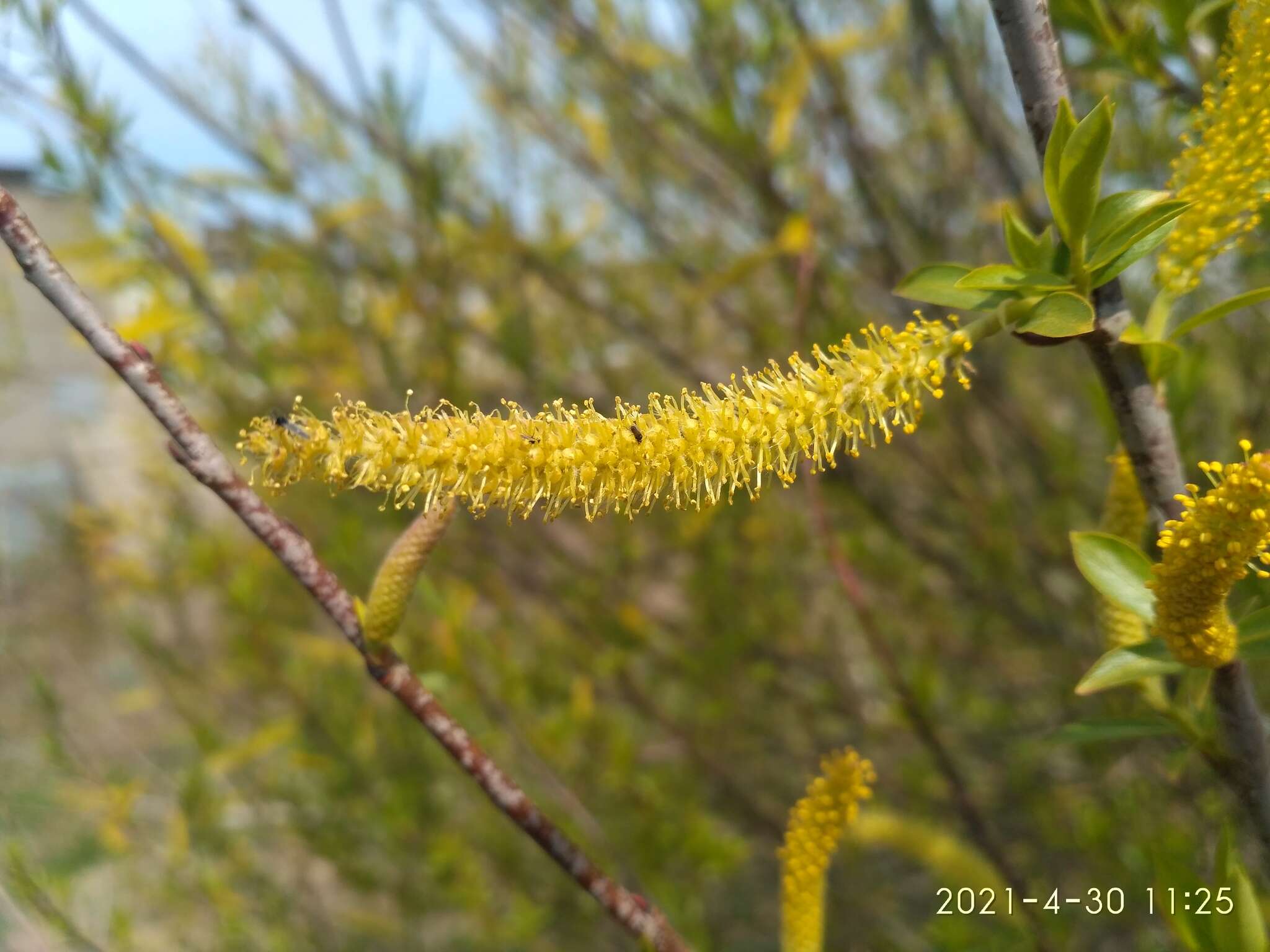 Image of Salix subfragilis Anderss.