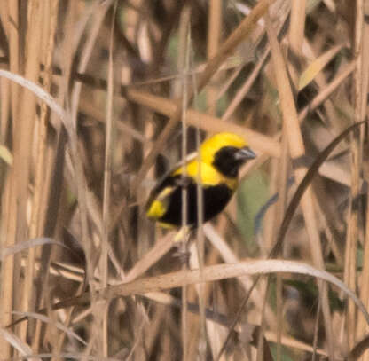 Image of Yellow-crowned Bishop