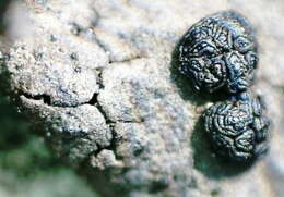 Image of navel lichen