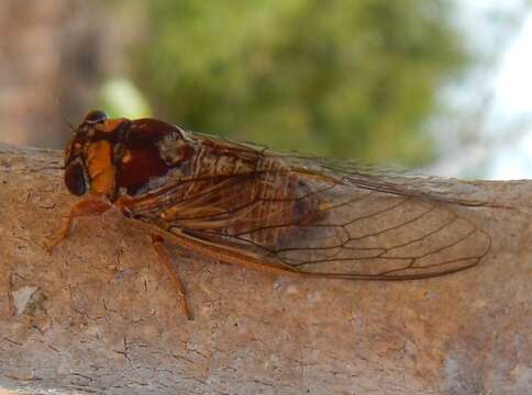 Image de Tryella castanea (Distant 1905)