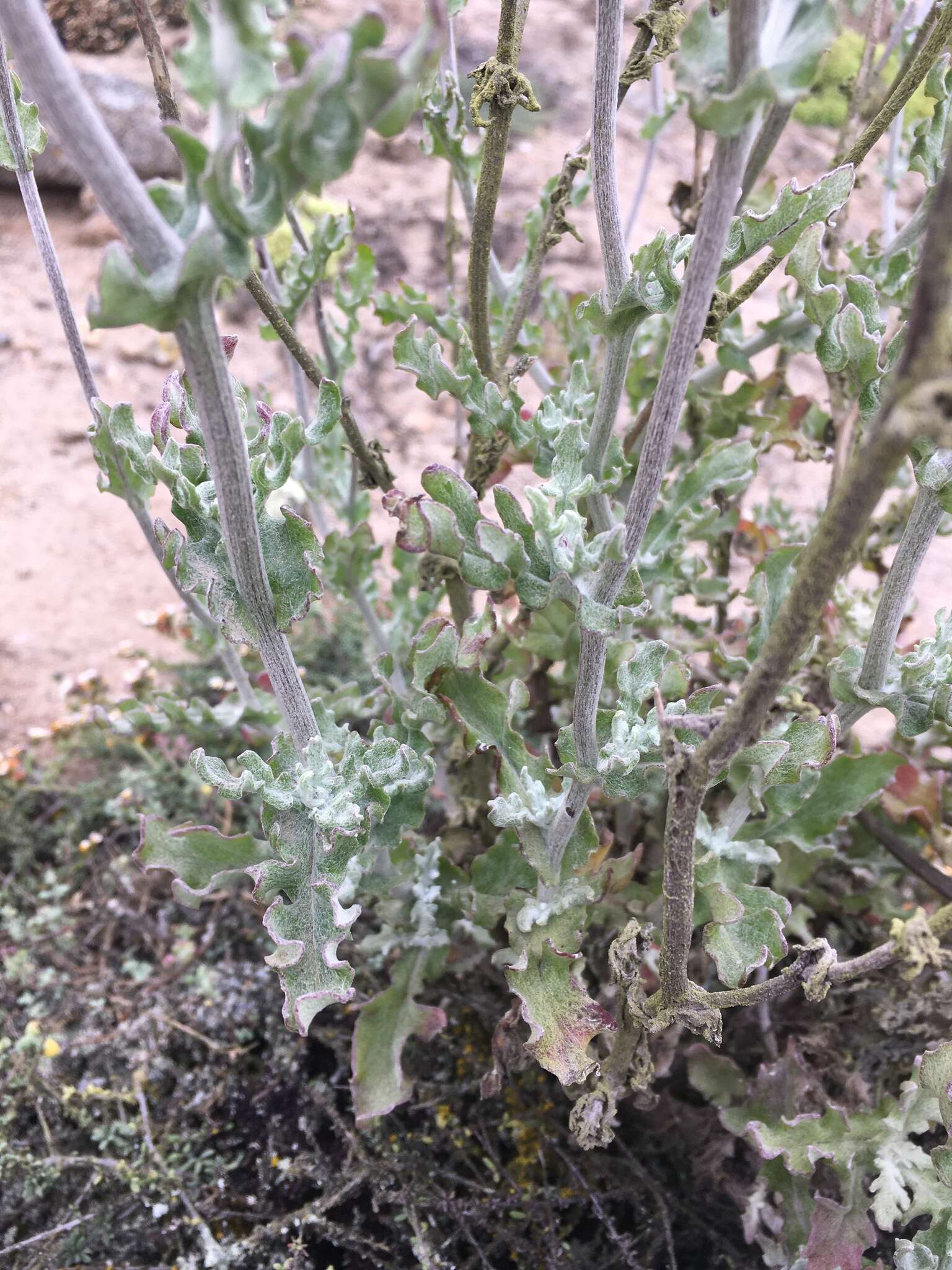 Слика од Senecio antofagastanus Cabrera