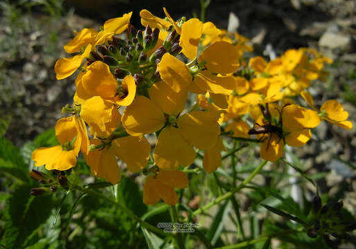 Image of Erysimum amurense Kitag.