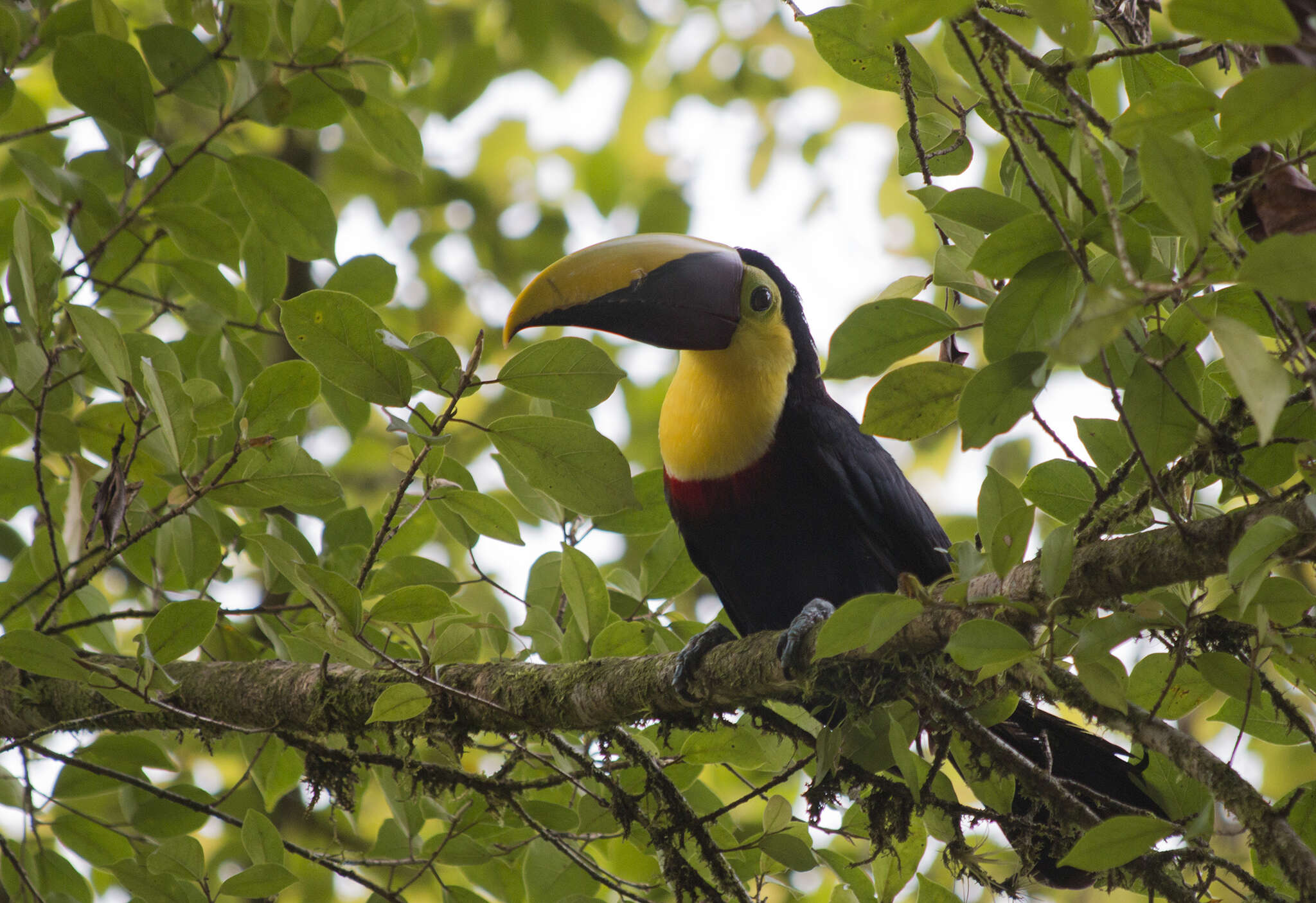 Plancia ëd Ramphastos ambiguus Swainson 1823