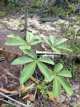 Image of Vitex waterlotii Danguy