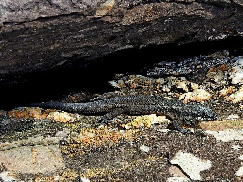 Image of Egernia saxatilis intermedia Cogger 1960