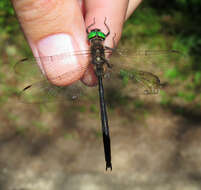 Image of Forcipate Emerald