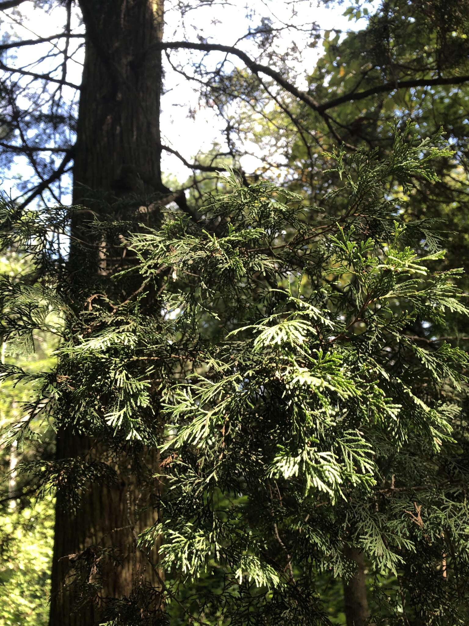 Image of Atlantic White Cedar