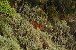 Image of Black-fronted Duiker