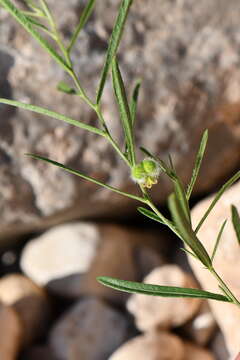 Image of branched noseburn