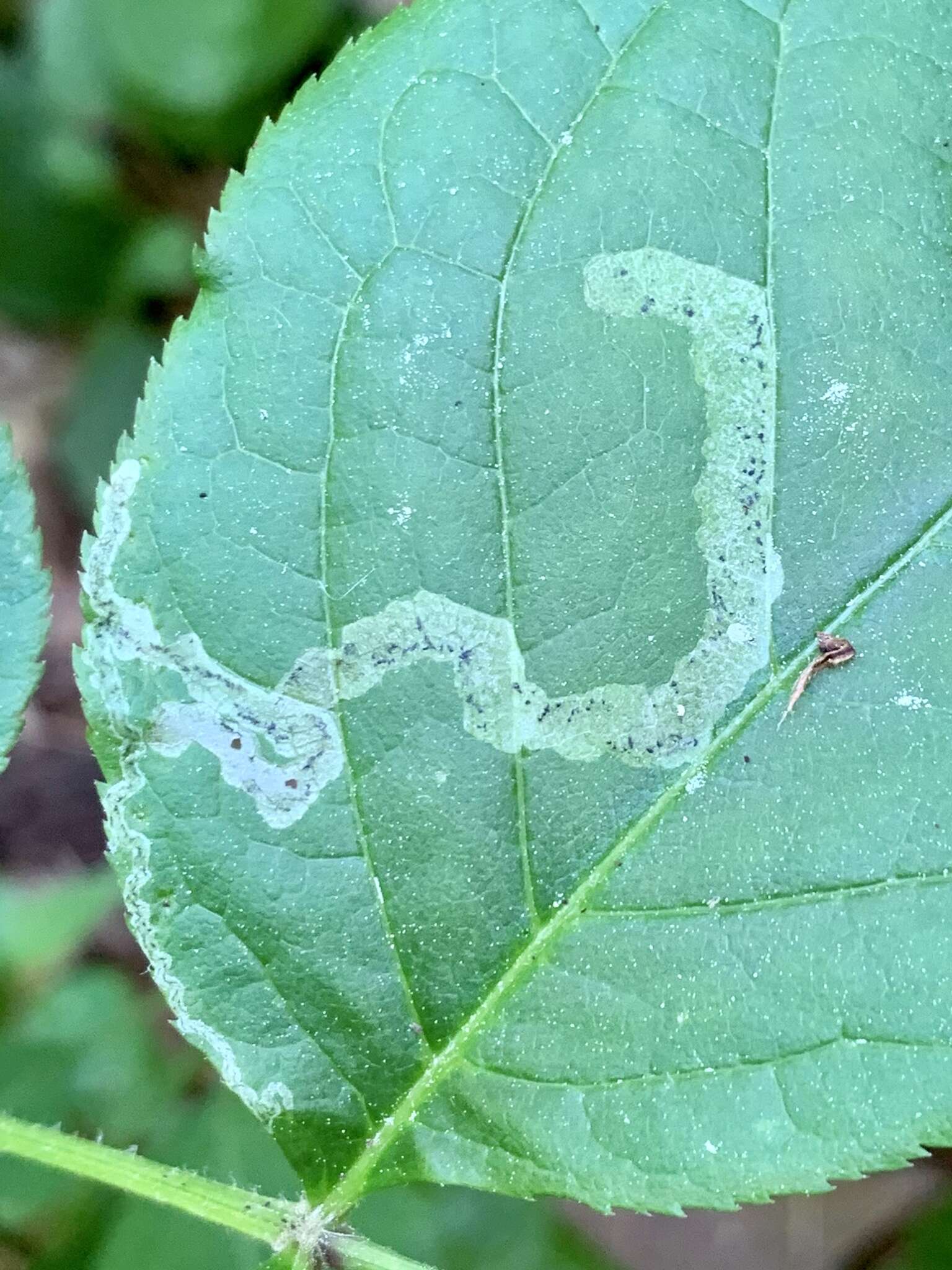 Image of Phytomyza aralivora Spencer 1969