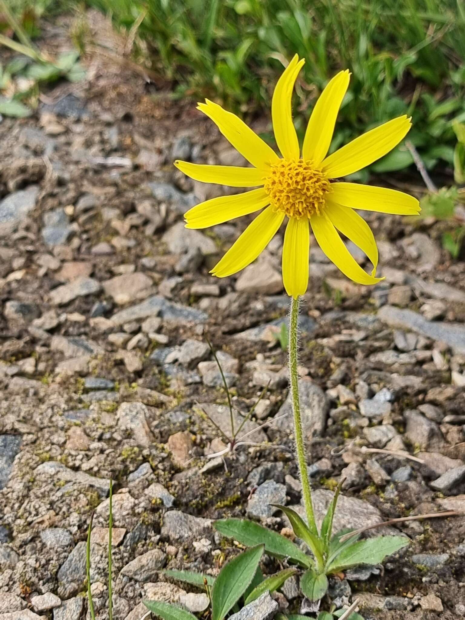 Image of Arnica griscomii Fern.