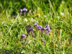 Plancia ëd Linaria amethystea subsp. amethystea