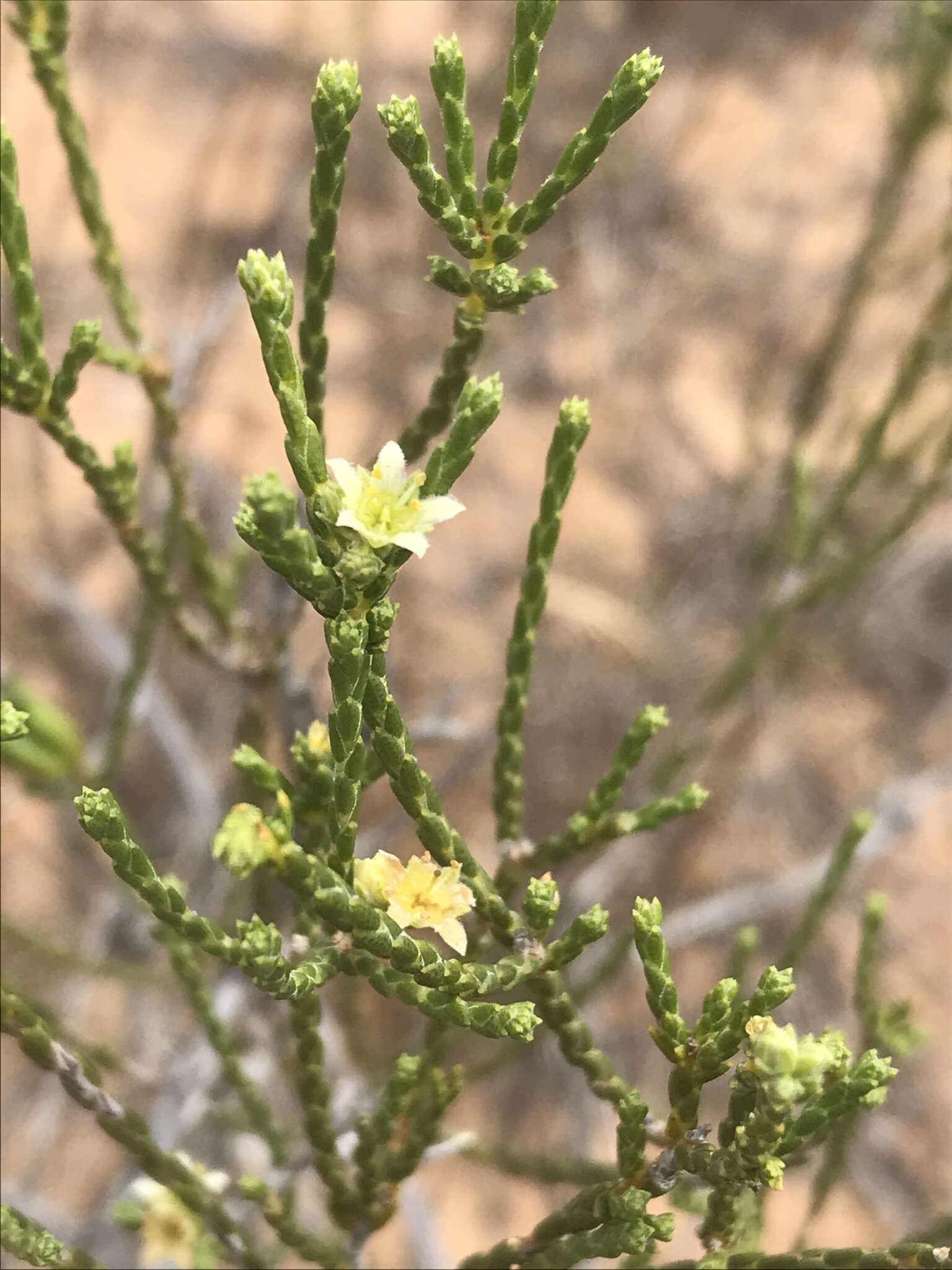 Image of Diosma ramosissima Bartl. & Wendl. fil.