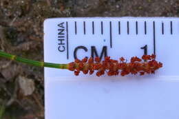 Image of Allocasuarina misera L. A. S. Johnson