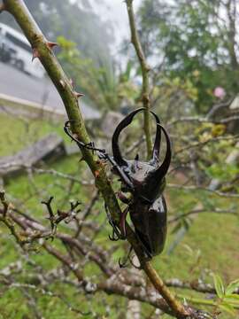 Image of Chalcosoma atlas mantetsu Nagai 2004