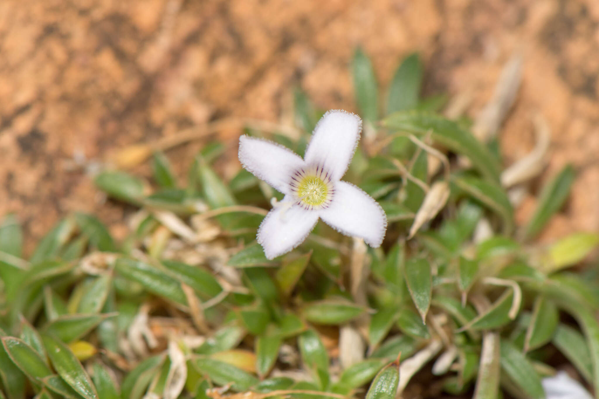 Image of Oldenlandia pulvinata (Balf. fil.) Vierh.