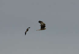 Image of Long-winged Harrier