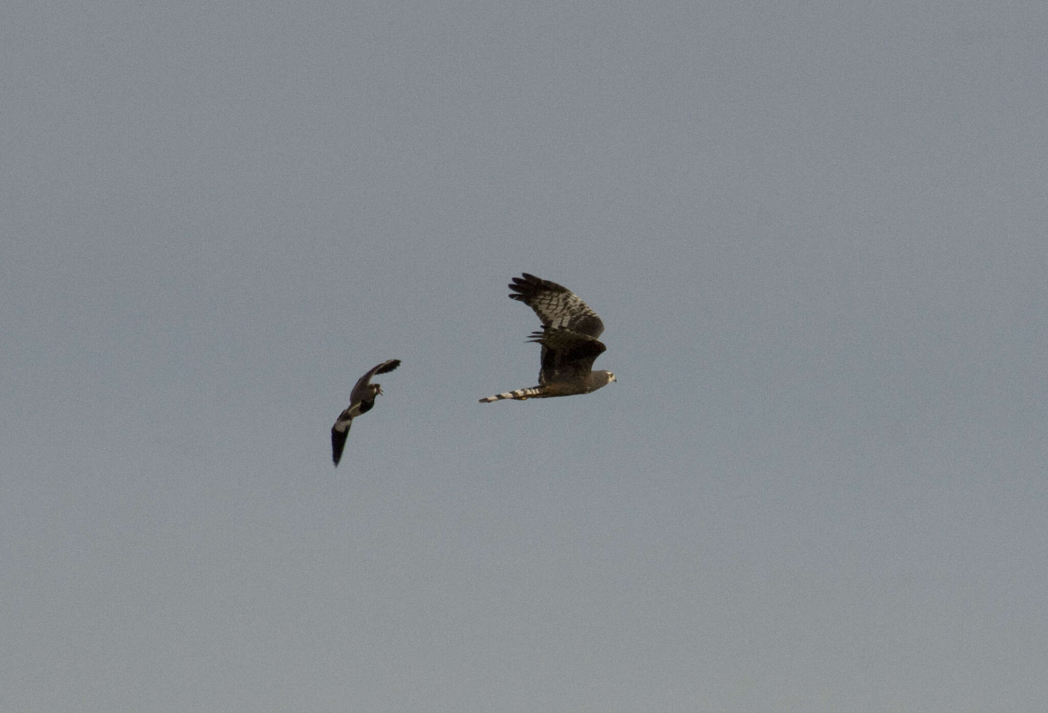 Image of Long-winged Harrier