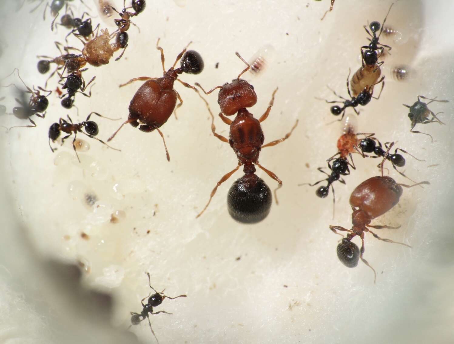 Image of Pheidole littoralis Cole 1952