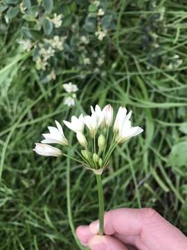 Image of Onion weed