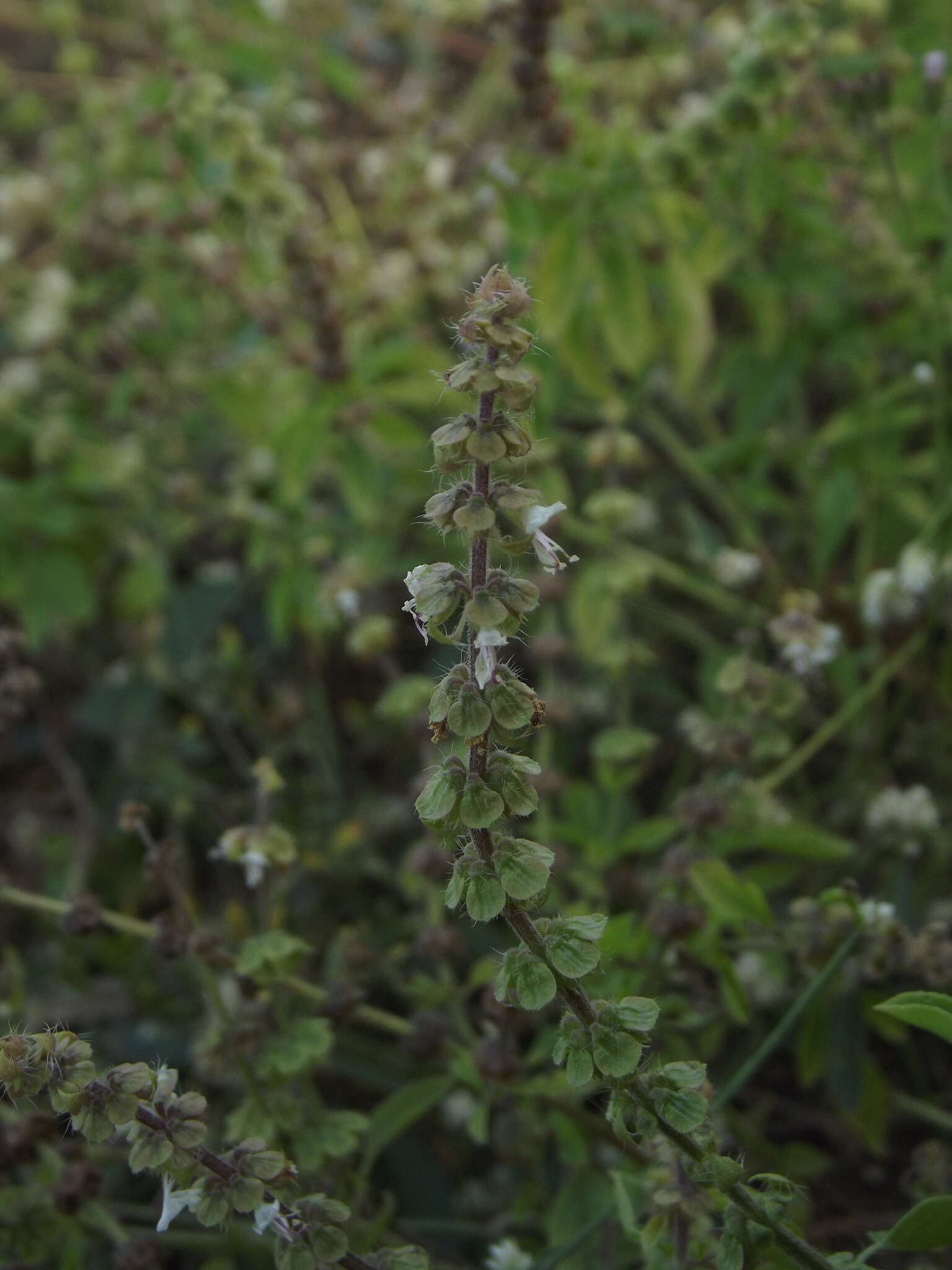 Image of African basil