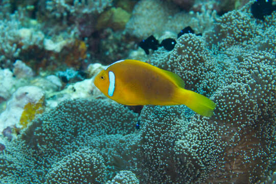 Image of White-bonnet anemonefish