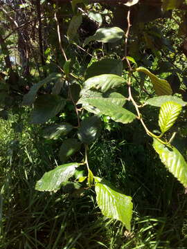 صورة Alnus acuminata Kunth