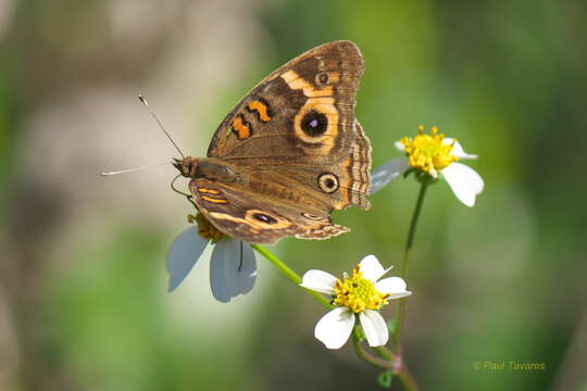 Image de <i>Junonia neildi</i>