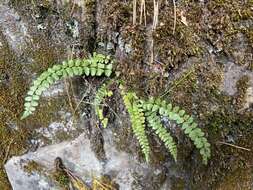 Image de Asplenium tripteropus Nakai