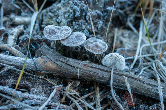 Image of Mycena polygramma (Bull.) Gray 1821