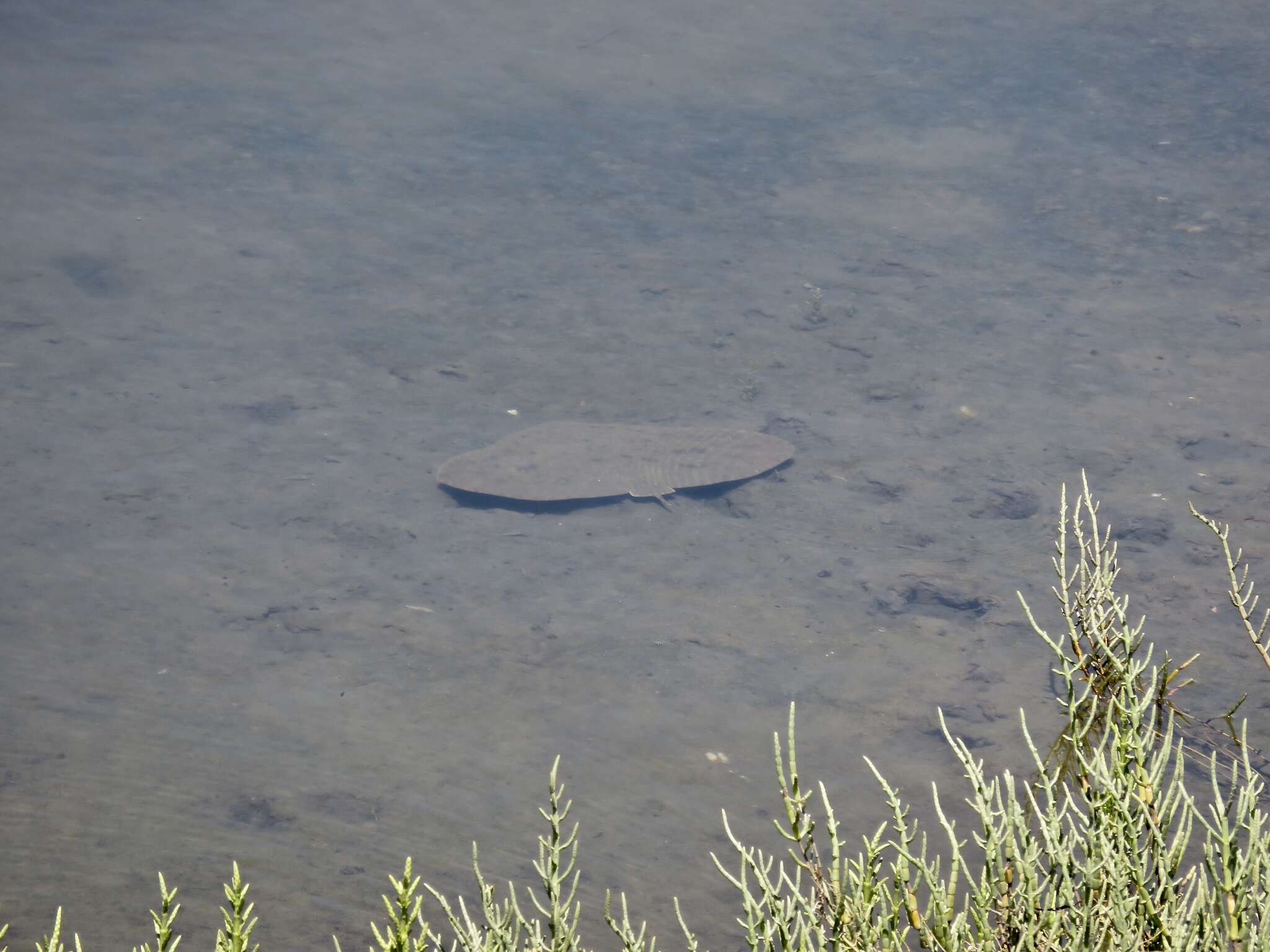 Image of California Butterfly Ray