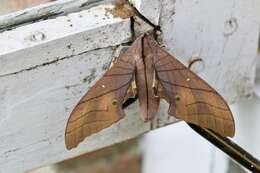 Image of Marumba cristata (Butler 1875)