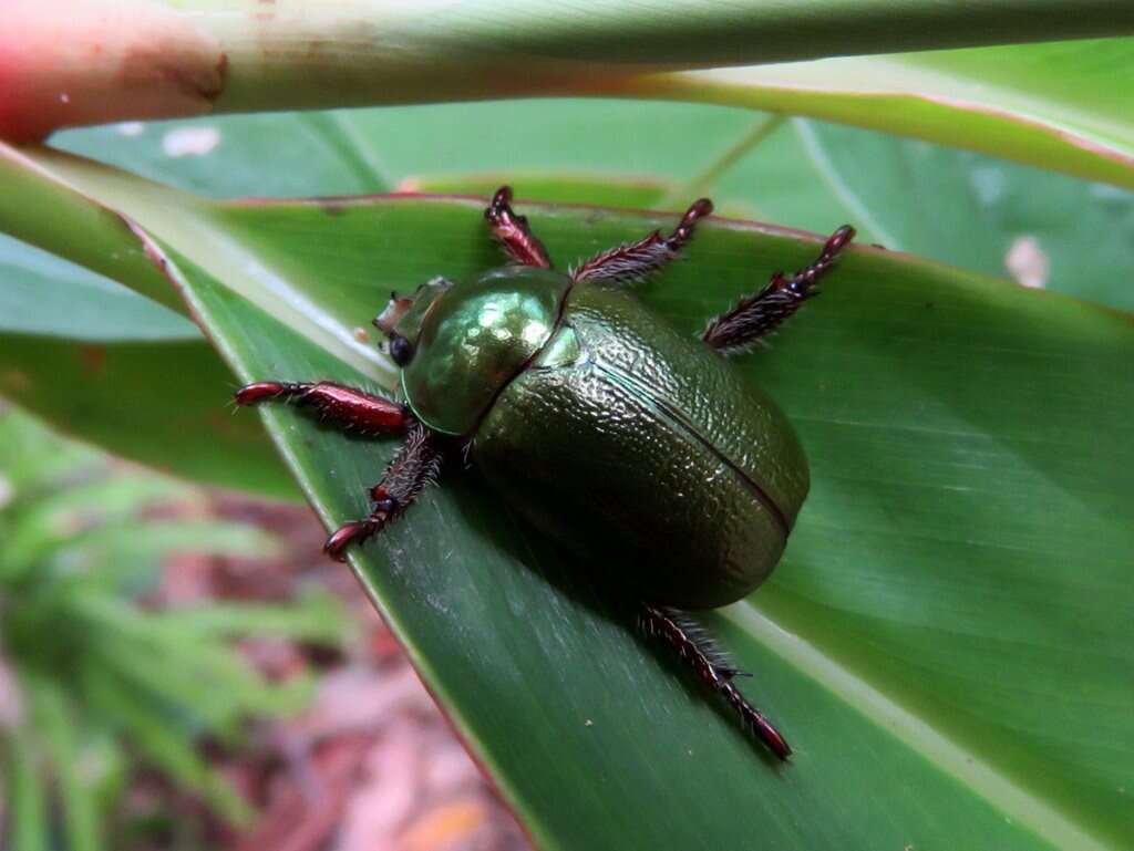 Imagem de Schizognathus compressicornis Ohaus 1898