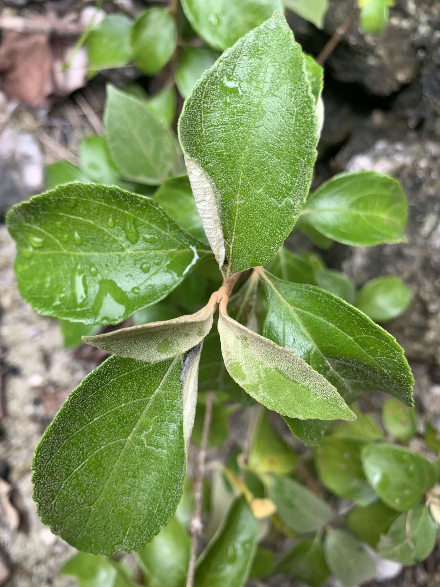 Image of Callicarpa candicans (Burm. fil.) Hochr.