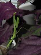 Image of Egyptian praying mantis