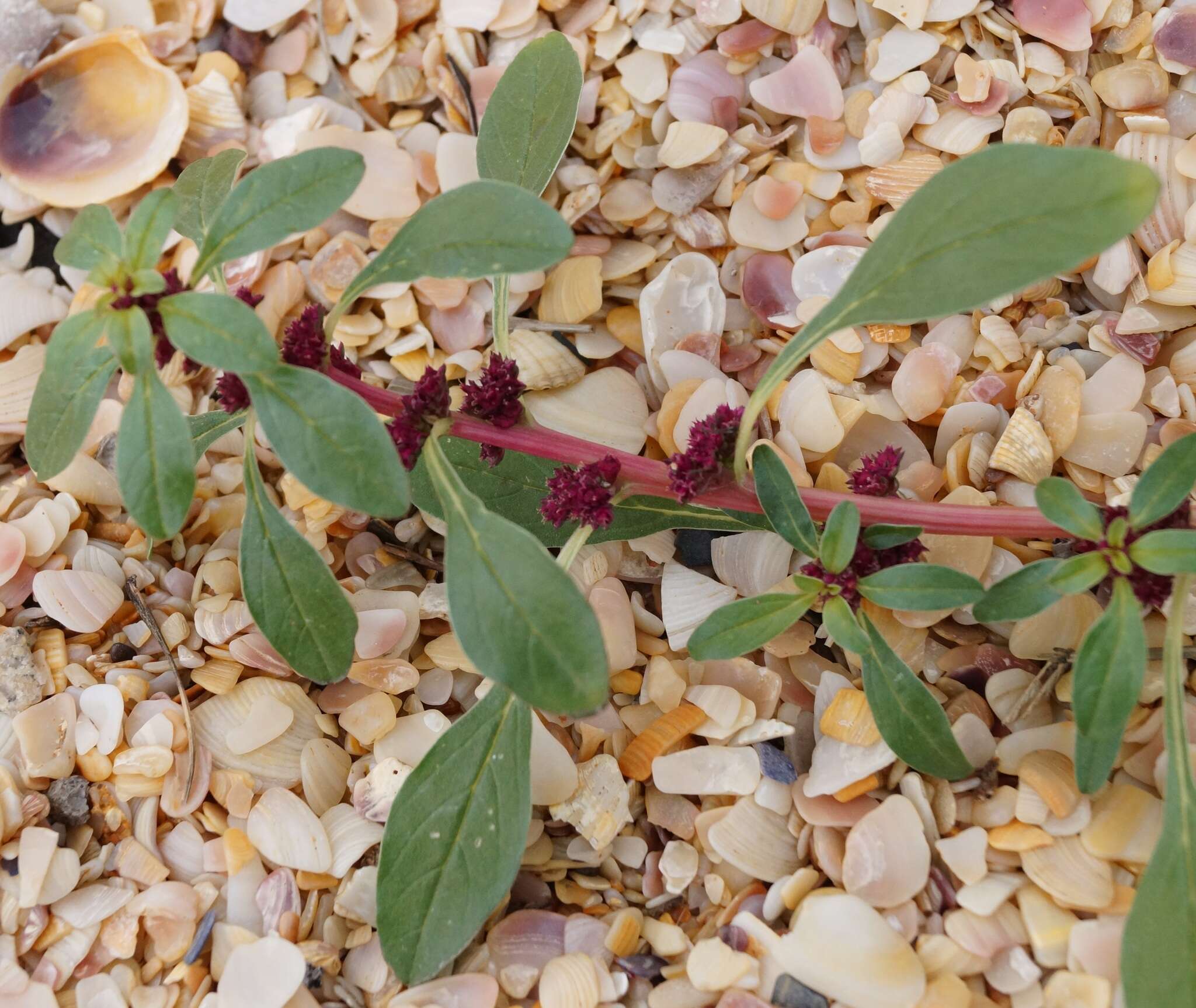 Image of Mediterranean Amaranth