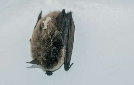 Image of whiskered bat, european whiskered bat