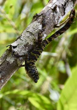 Imagem de Anolis rubribarbus Barbour & Ramsden 1919