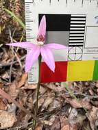 Caladenia hillmanii D. L. Jones的圖片