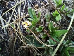 Слика од Goodenia pilosa (R. Br.) R. Carolin