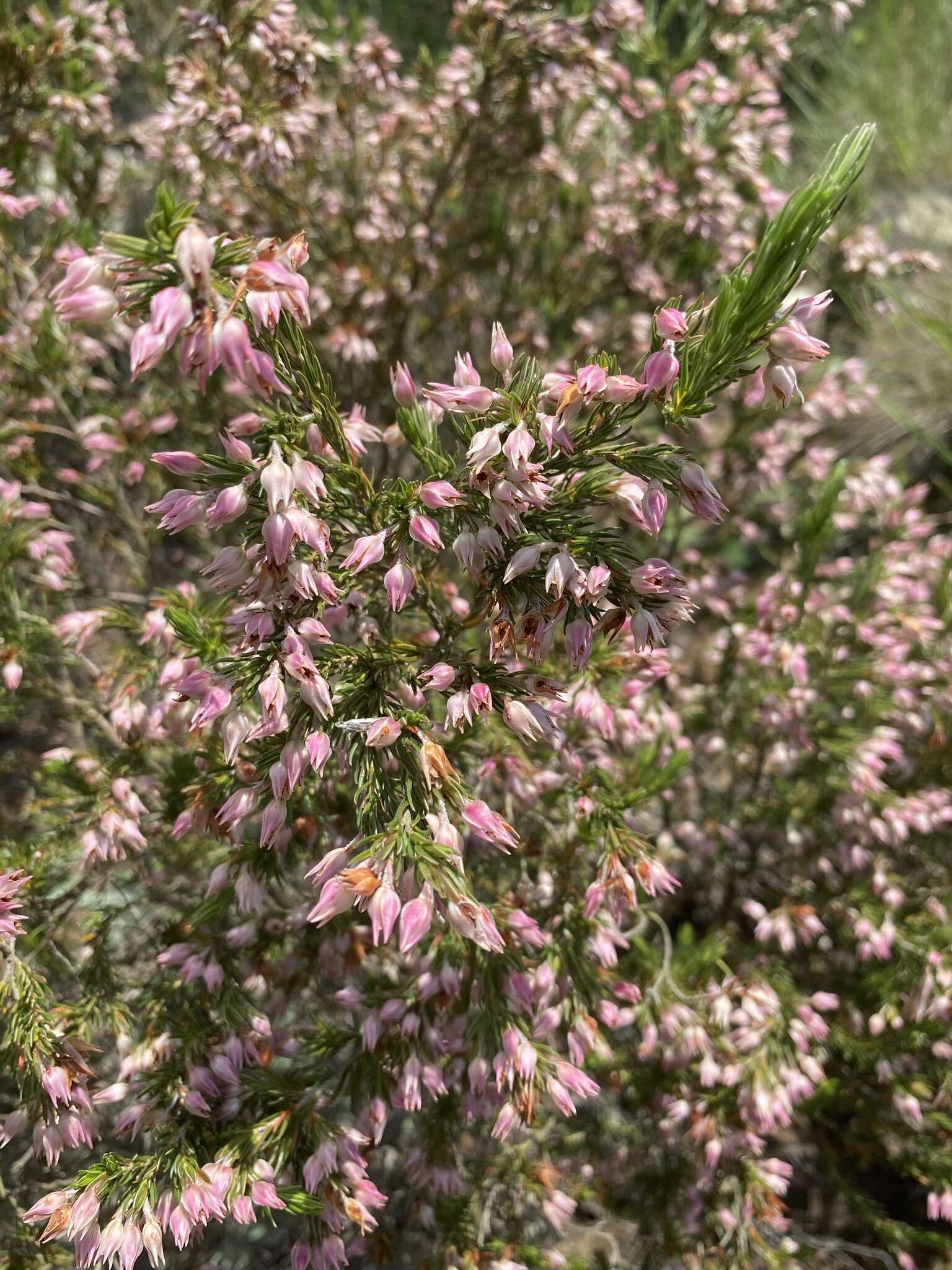 Plancia ëd Erica straussiana Gilg