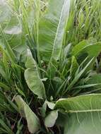 Image of Siberian horseradish