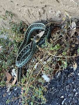 Image of Thamnophis sirtalis similis Rossman 1965