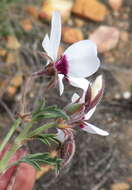 Image of Pelargonium tricolor (Jacq.) Curt.