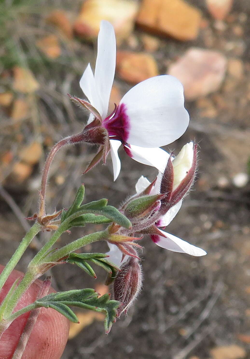 Image of Pelargonium tricolor (Jacq.) Curt.